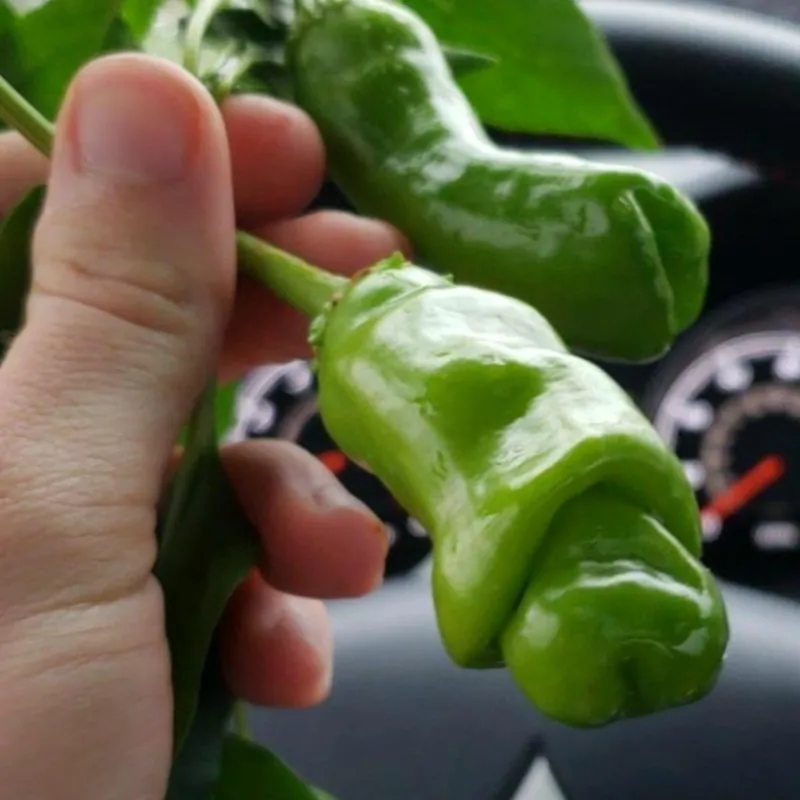 Τσίλι - πιπέρι Penis Chili 100 Σπόροι