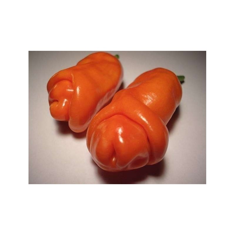 Price: €40 - Τσίλι - πιπέρι Penis Chili 100 Σπόροι - 