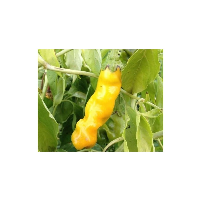 Price: €40 - Τσίλι - πιπέρι Penis Chili 100 Σπόροι - 