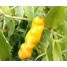 Price: €40 - Piment Penis 100 Graines - Penis Chili - 
