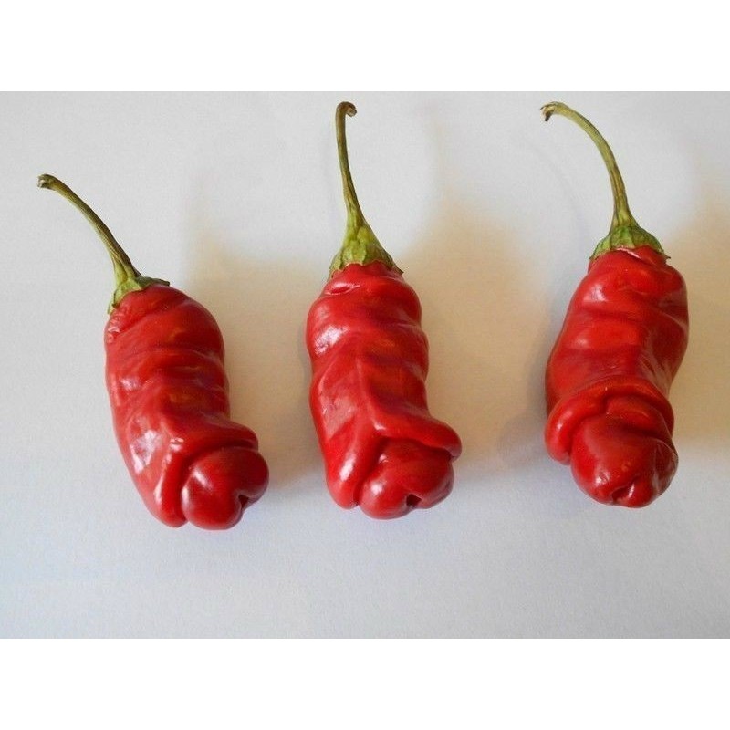 Price: €40 - Τσίλι - πιπέρι Penis Chili 100 Σπόροι - 