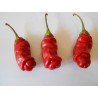 Price: €40 - Τσίλι - πιπέρι Penis Chili 100 Σπόροι - 