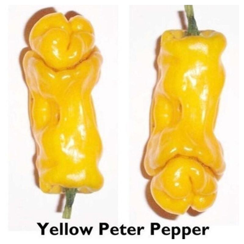 Price: €40 - Τσίλι - πιπέρι Penis Chili 100 Σπόροι - 