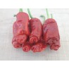 Price: €40 - Τσίλι - πιπέρι Penis Chili 100 Σπόροι - 