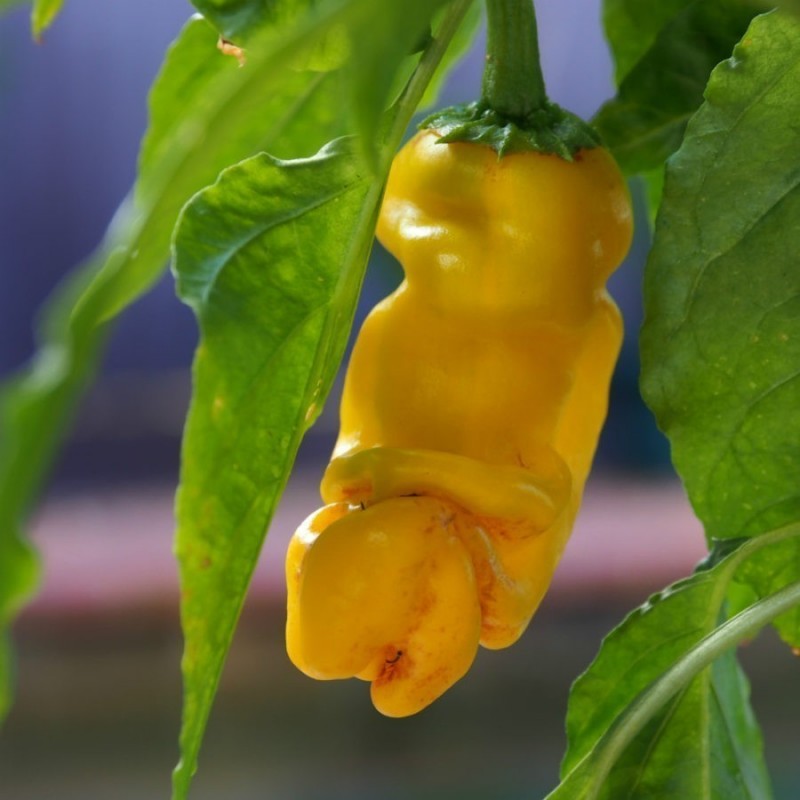 Price: €40 - Τσίλι - πιπέρι Penis Chili 100 Σπόροι - 