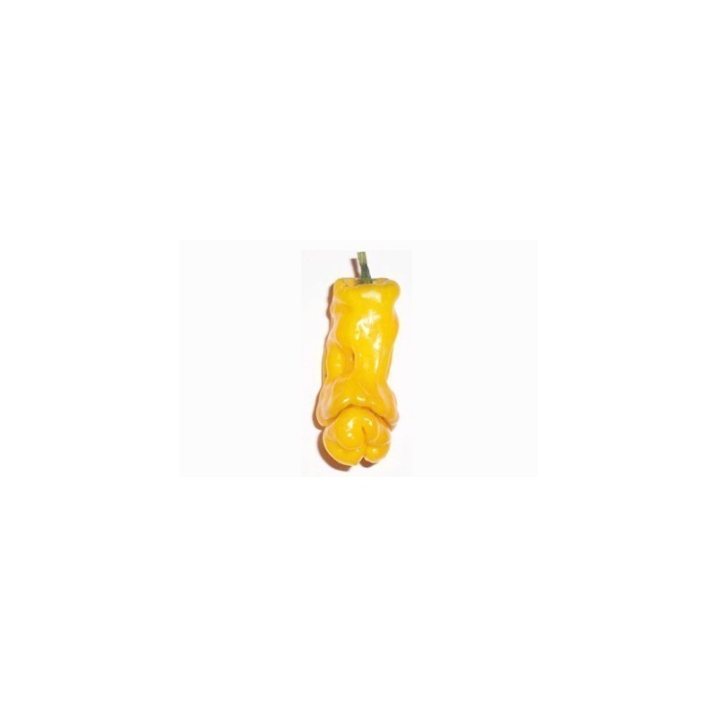 Price: €40 - Τσίλι - πιπέρι Penis Chili 100 Σπόροι - 