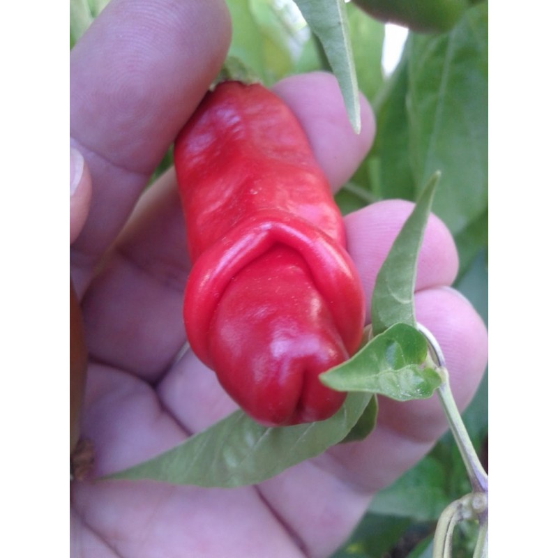 Price: €40 - Τσίλι - πιπέρι Penis Chili 100 Σπόροι - 