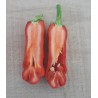 Price: €40 - Τσίλι - πιπέρι Penis Chili 100 Σπόροι - 