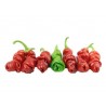 Price: €40 - Τσίλι - πιπέρι Penis Chili 100 Σπόροι - 