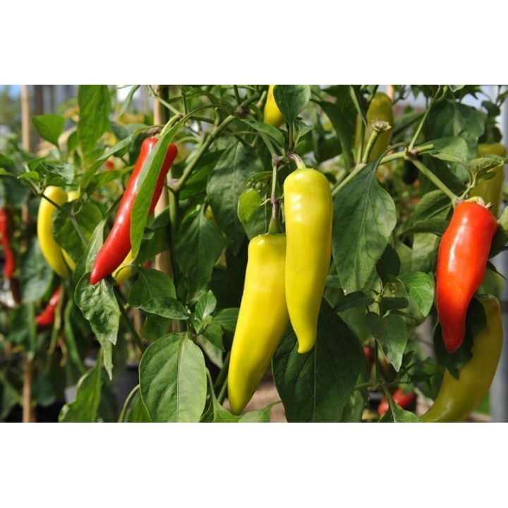 Hungarian Hot Wax Chili Pepper Seed - 234.57915