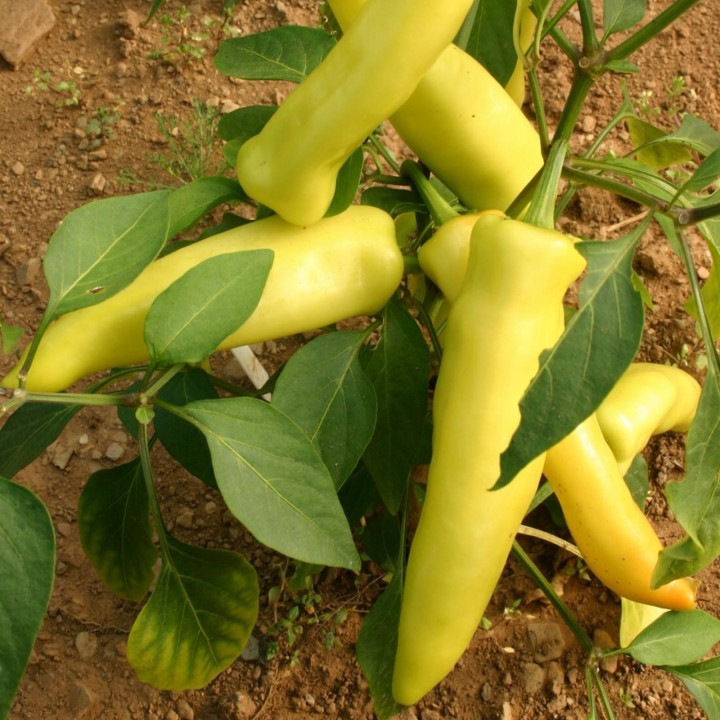 Hungarian Hot Wax Chili Pepper Seed - 234.57915