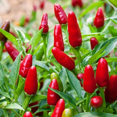 Price: €2 - Thai Hot Culinary Chili Seeds - Seeds Gallery