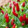 Sementes de Pimenta Thai Hot Culinary
