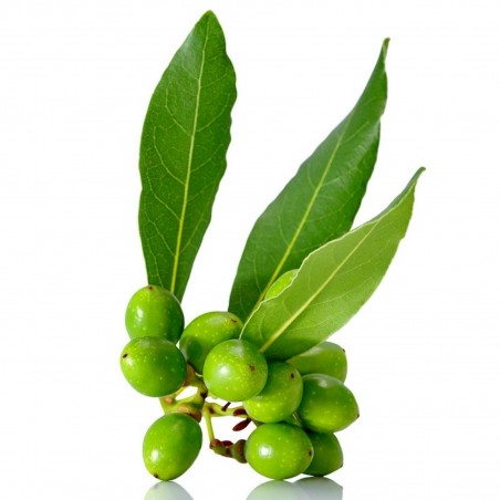 Price: €22 - Lager eller lagerträd 100 Frön (växt) (Laurus nobilis) -