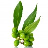 Price: €22 - Lovor 100 Semena (Laurus nobilis) - 