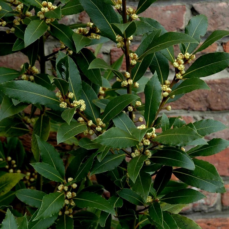 Price: €22 - Lovor 100 Semena (Laurus nobilis) - 
