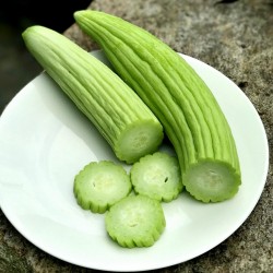 Armenian Yard Long Cucumber Seeds 1.95 - 5