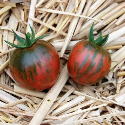 Schwarze Vernissage Tomatensamen 2.15 - 5