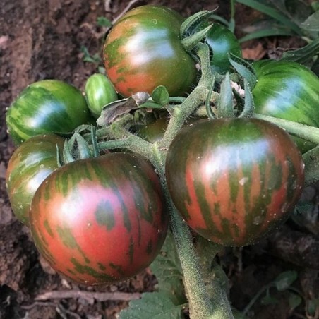 Price: €1.75 - Semi di pomodoro nero di Vernissage - Seeds Gallery