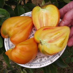 Orange Russian Tomato Seeds 1.8 - 3