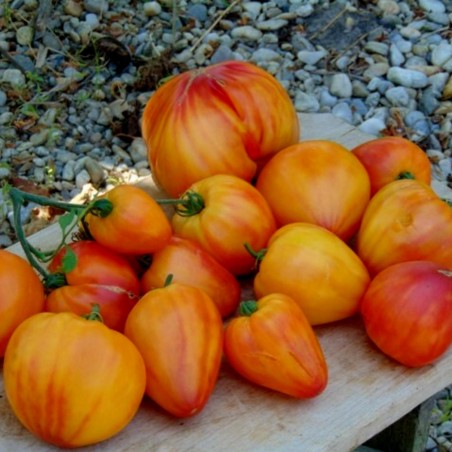 Price: €2.1 - Semillas de tomate Orange Russian - Seeds Gallery