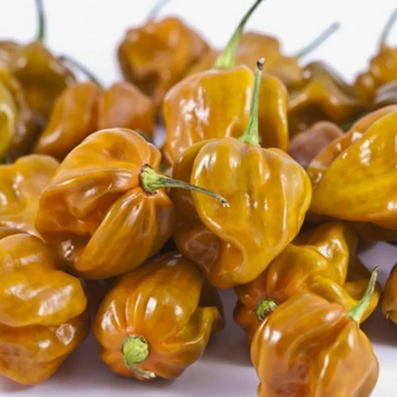 Habanero Mustard Dark Orange Seeds