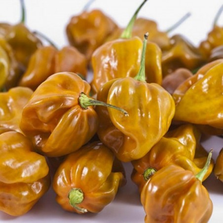 Price: €1.85 - Habanero Mustard Dark Orange Seeds - Seeds Gallery
