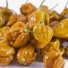 Habanero Mustard Dark Orange Seeds