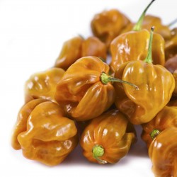 Price: €1.85 - Σπόροι πιπεριά Τσίλι Mustard Dark Orange - Seeds Gallery