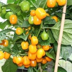 Price: €2.5 - Σπόροι Τσίλι πιπέρι Habanero Apple Orange - Seeds Gallery