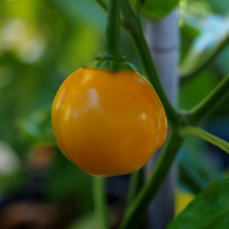 Price: €2.5 - Σπόροι Τσίλι πιπέρι Habanero Apple Orange - Seeds Gallery