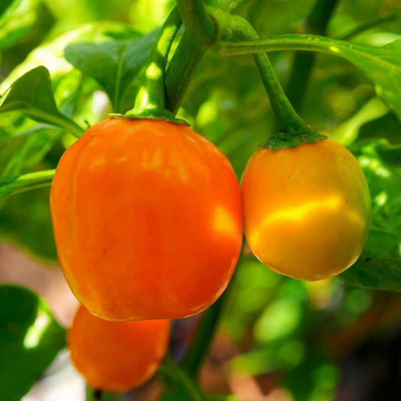 Price: €2.5 - Sementes de Pimenta Habanero Apple Orange - Seeds Gallery
