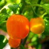 Price: €2.5 - Graines de Piments Habanero Apple Orange - Seeds Gallery