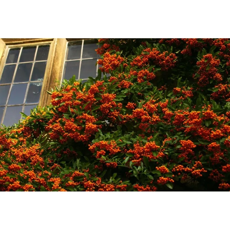Σπόροι ΠΥΡΑΚΑΝΘΟΣ μπονσάι (Pyracantha coccinea)