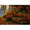 Σπόροι ΠΥΡΑΚΑΝΘΟΣ μπονσάι (Pyracantha coccinea)