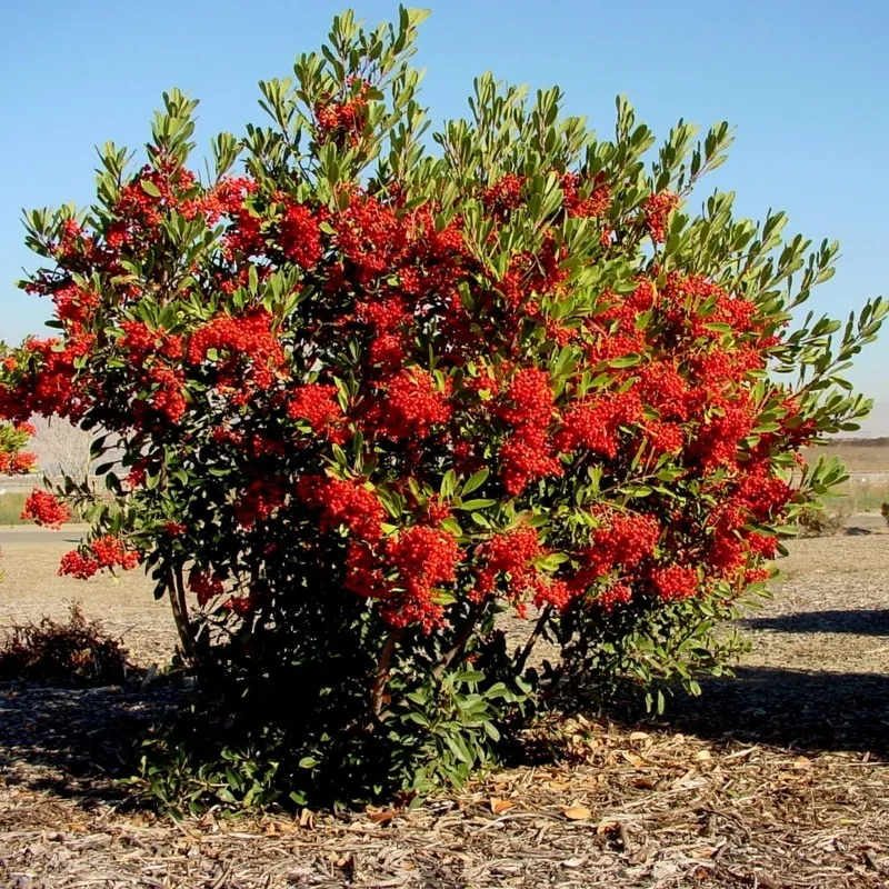 Eldtornssläktet Frön Bonsai (Pyracantha coccinea)