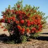 Scarlet Firethorn Seeds (Pyracantha coccinea)