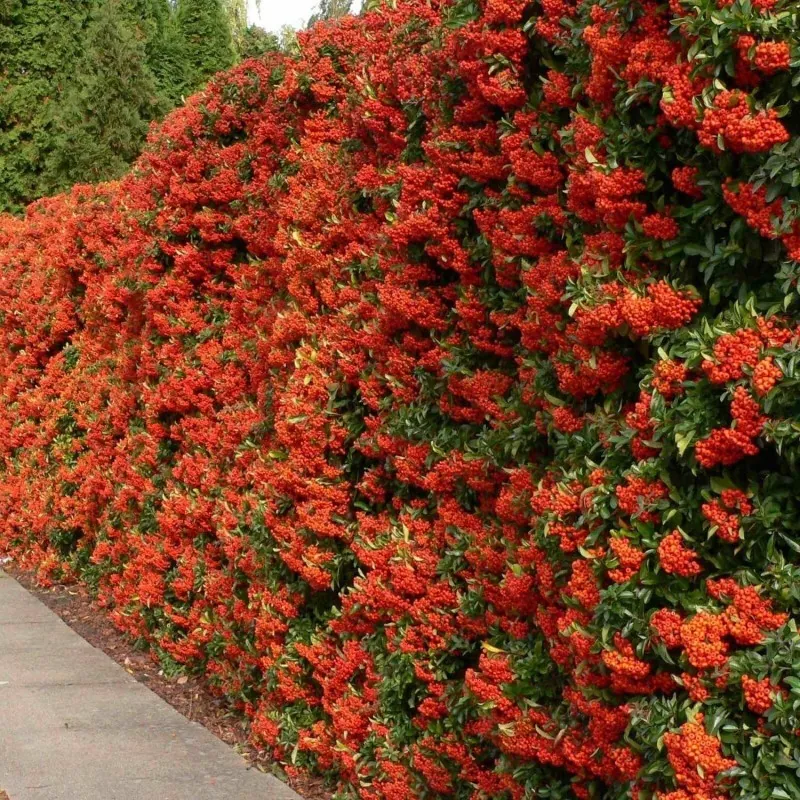 Σπόροι ΠΥΡΑΚΑΝΘΟΣ μπονσάι (Pyracantha coccinea)
