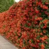 Σπόροι ΠΥΡΑΚΑΝΘΟΣ μπονσάι (Pyracantha coccinea)