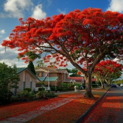 Price: €2.45 - Semillas de Malinche, Framboyán (Delonix regia) - 