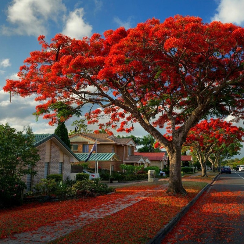 Royal Poinciana seeds (Delonix regia) | β¬2.45