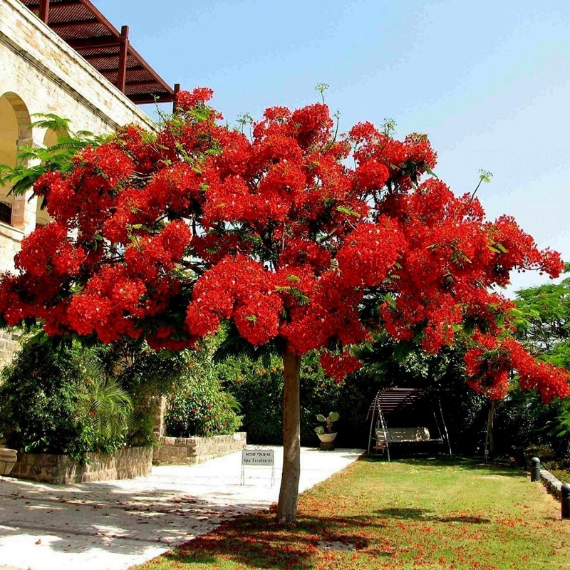 Royal Poinciana seeds (Delonix regia) | β¬2.45