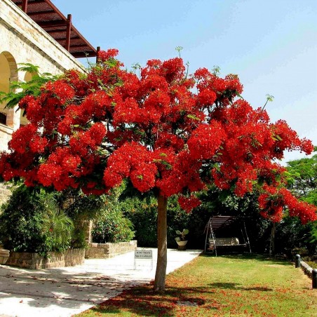 Royal Poinciana seeds (Delonix regia) | β¬2.45