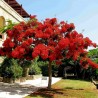 Price: €2.45 - Graines de Flamboyant (Delonix regia) - 