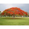 Royal Poinciana seeds (Delonix regia) | β¬2.45