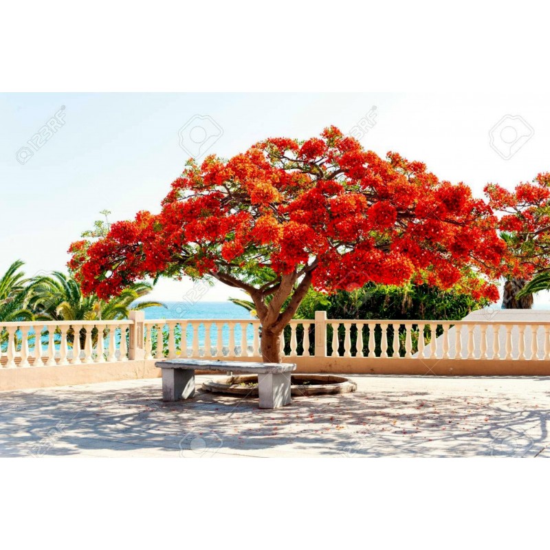 Price: €2.45 - Graines de Flamboyant (Delonix regia) - 