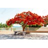 Price: €2.45 - Graines de Flamboyant (Delonix regia) - 
