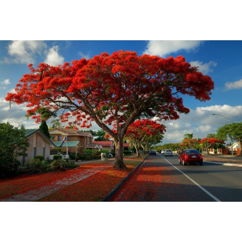 Price: €2.45 - Graines de Flamboyant (Delonix regia) - 