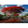 Royal Poinciana seeds (Delonix regia) | β¬2.45