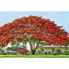 Royal Poinciana seeds (Delonix regia) | β¬2.45